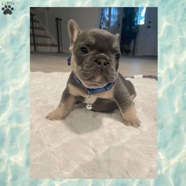 Orbit, French Bulldog Puppy