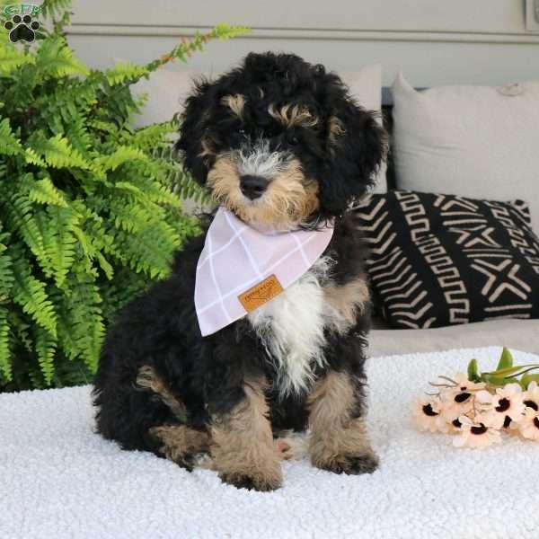 Gemma, Mini Bernedoodle Puppy