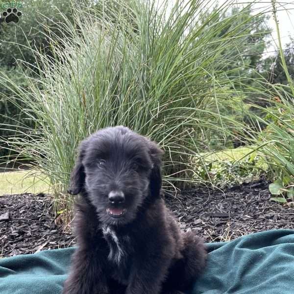 Cora, Collie Mix Puppy