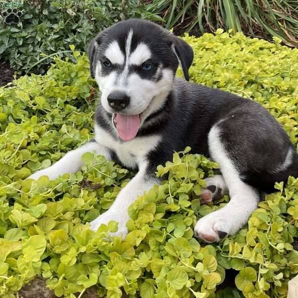 Bentley, Siberian Husky Mix Puppy