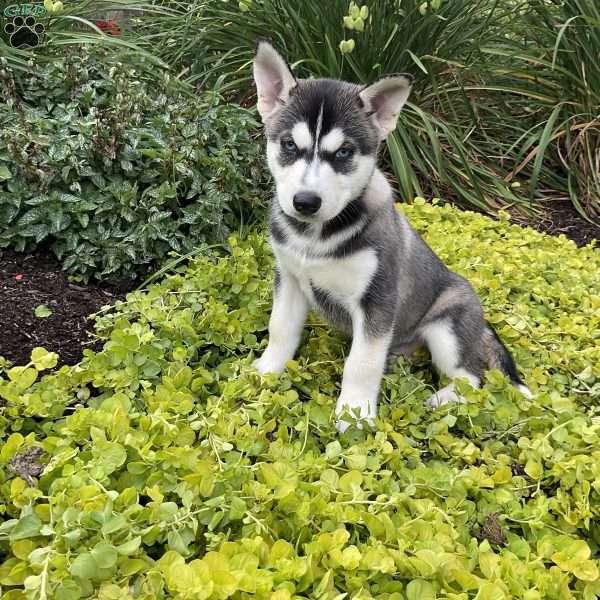 Lester, Siberian Husky Mix Puppy