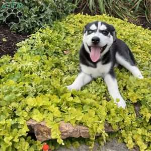 Charlie, Siberian Husky Mix Puppy