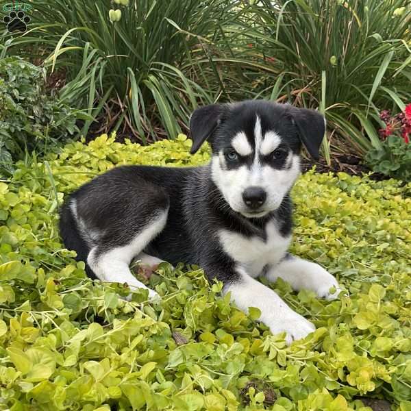 Charlie, Siberian Husky Mix Puppy