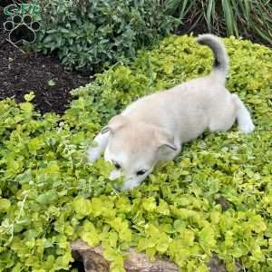 Sage, Siberian Husky Mix Puppy