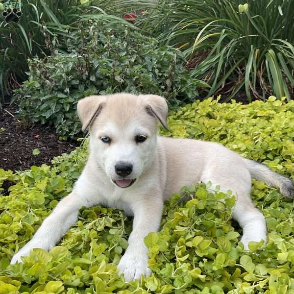 Sage, Siberian Husky Mix Puppy