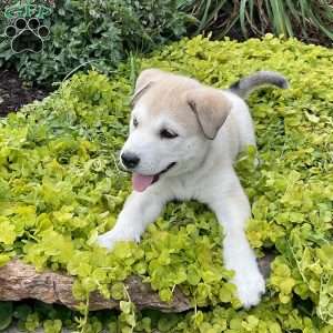 Sage, Siberian Husky Mix Puppy