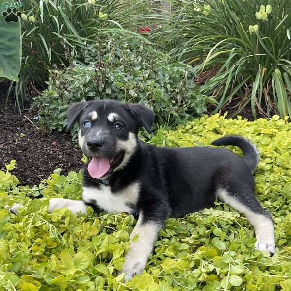 Penelope, Siberian Husky Mix Puppy