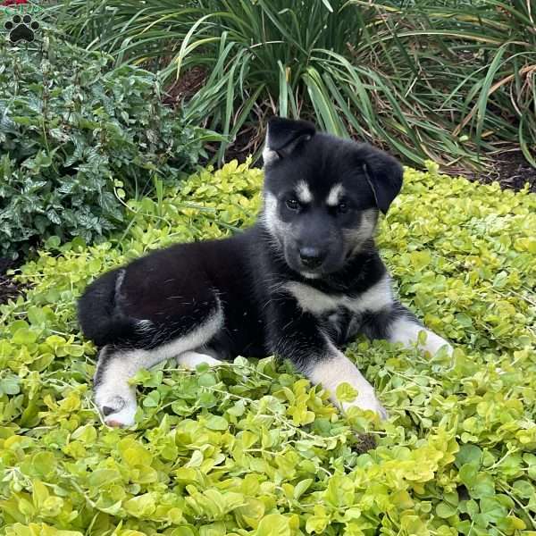 Dottie, Siberian Husky Mix Puppy