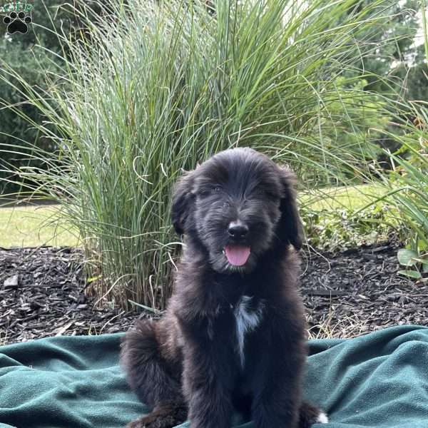 Carrie, Collie Mix Puppy