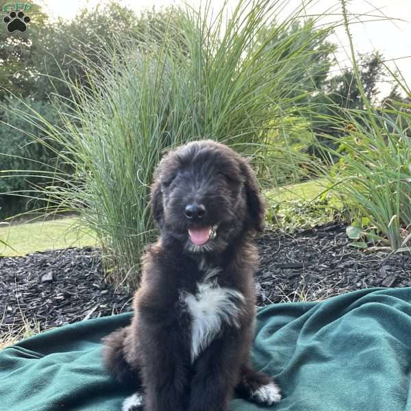 Clark, Collie Mix Puppy