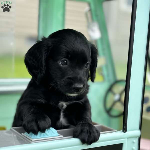 Malibu, Aussiedoodle Puppy