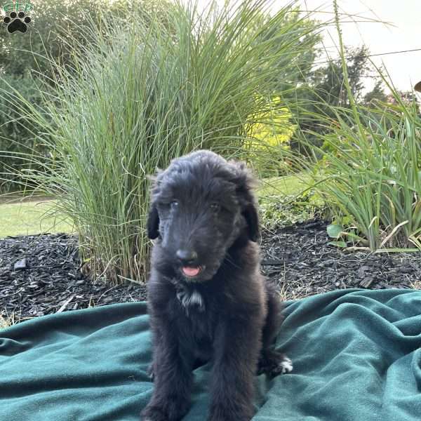 Ciara, Collie Mix Puppy