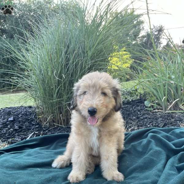 Cooper, Collie Mix Puppy