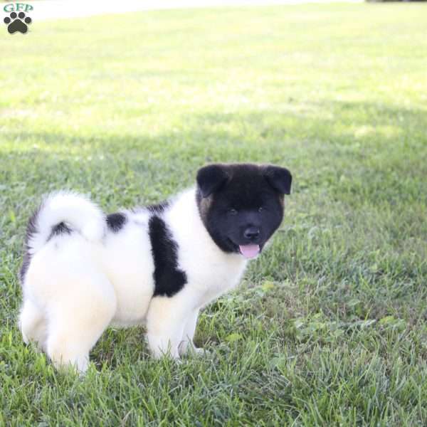 Ember, Akita Puppy