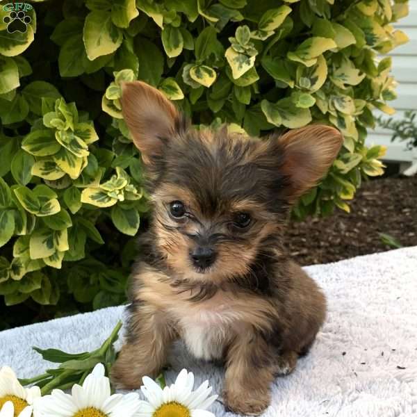 Kyler, Yorkie Poo Puppy