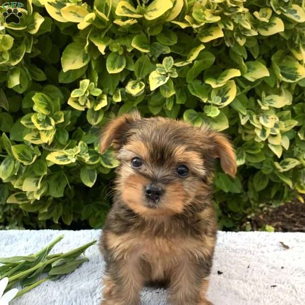 Kasen, Yorkie Poo Puppy