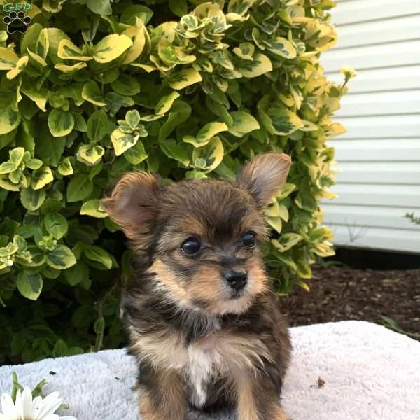 Karen, Yorkie Poo Puppy