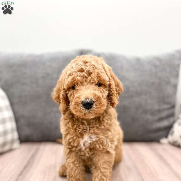 Victor, Labradoodle Puppy