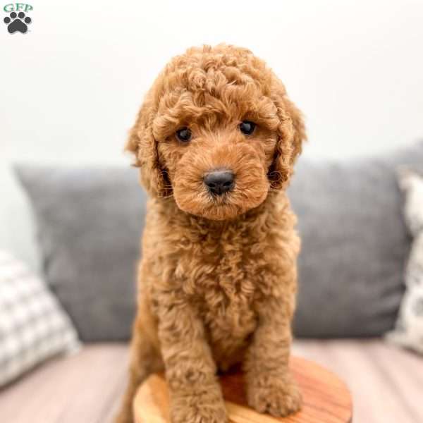 Valeria, Labradoodle Puppy