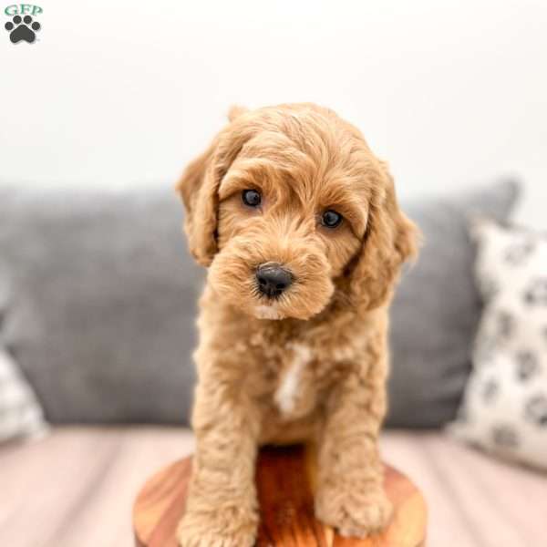 Vince, Labradoodle Puppy