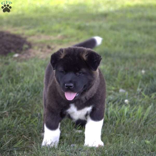 Emory, Akita Puppy