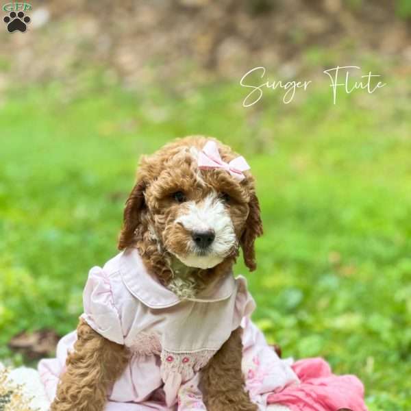 Singer Harp, Mini Goldendoodle Puppy