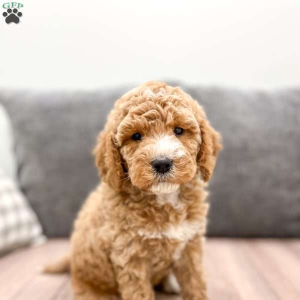 Vanessa, Labradoodle Puppy