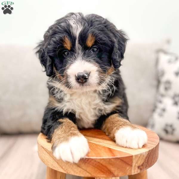 Rocky, Mini Bernedoodle Puppy