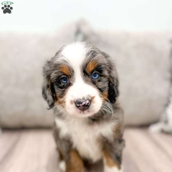 Luna, Mini Bernedoodle Puppy