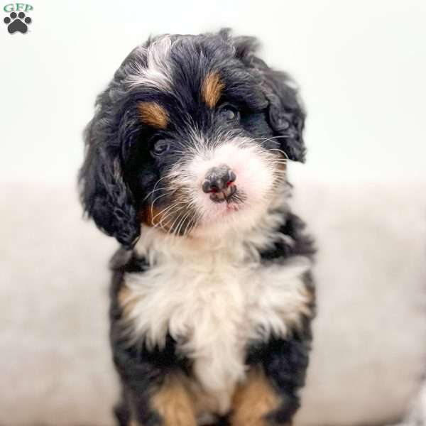 Zeus, Mini Bernedoodle Puppy