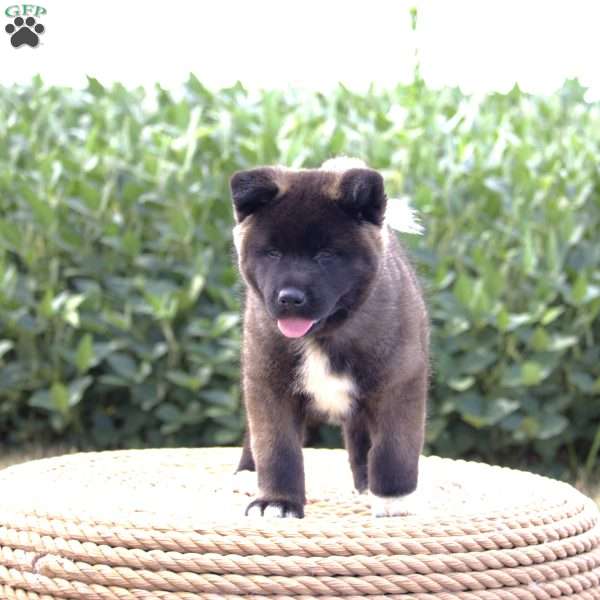 Estelle, Akita Puppy