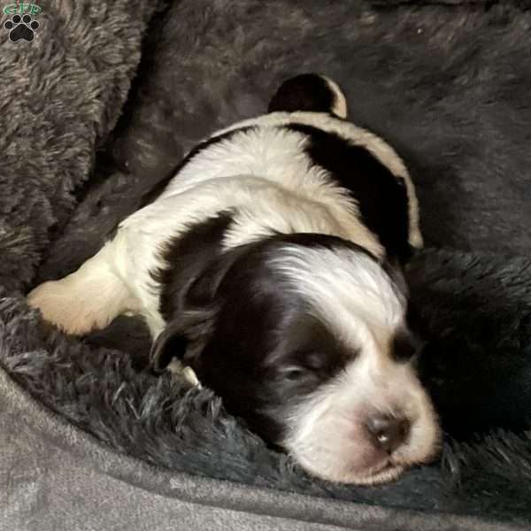 Petey, Shih Tzu Puppy