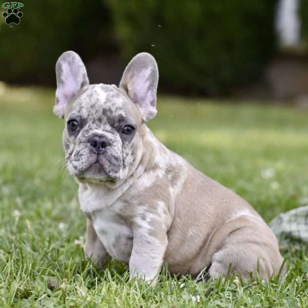 David, French Bulldog Puppy