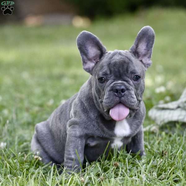 Dora, French Bulldog Puppy