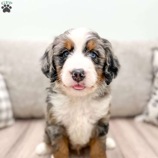 Arlo, Mini Bernedoodle Puppy