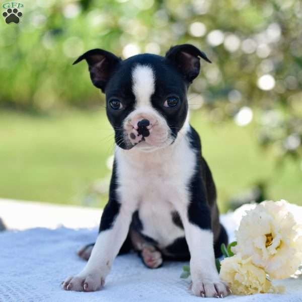 Betsy, Boston Terrier Puppy