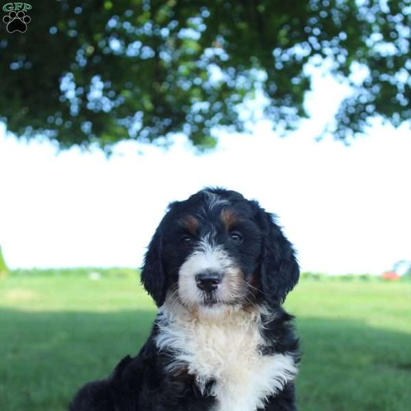 Holly, Bernedoodle Puppy