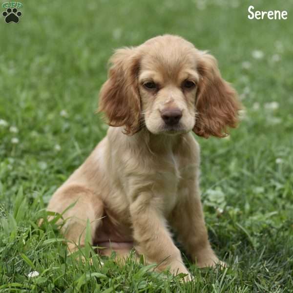 Serene, Cocker Spaniel Puppy