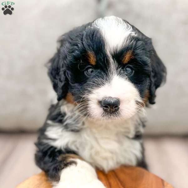 Zeke, Mini Bernedoodle Puppy