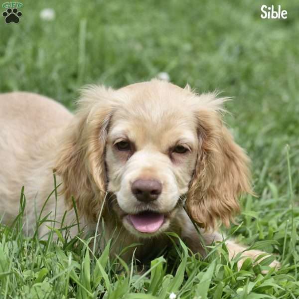 Sible, Cocker Spaniel Puppy