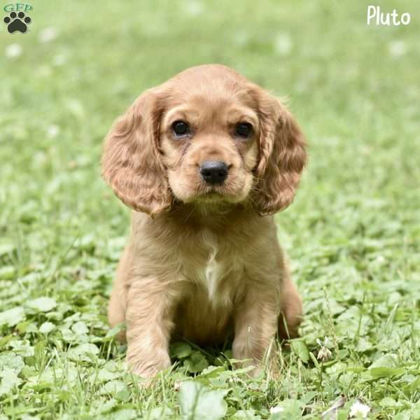 Pluto, Cocker Spaniel Puppy