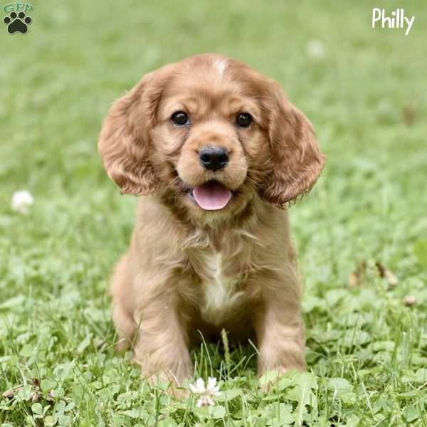 Philly, Cocker Spaniel Puppy