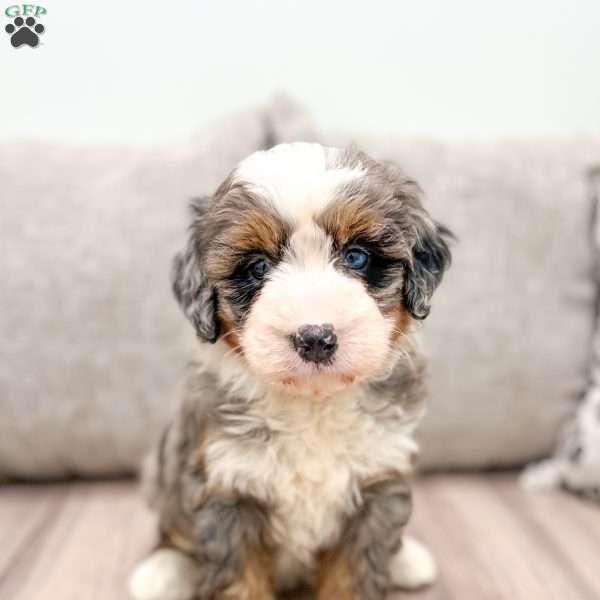 Stella, Mini Bernedoodle Puppy