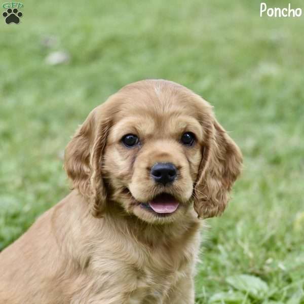 Poncho, Cocker Spaniel Puppy