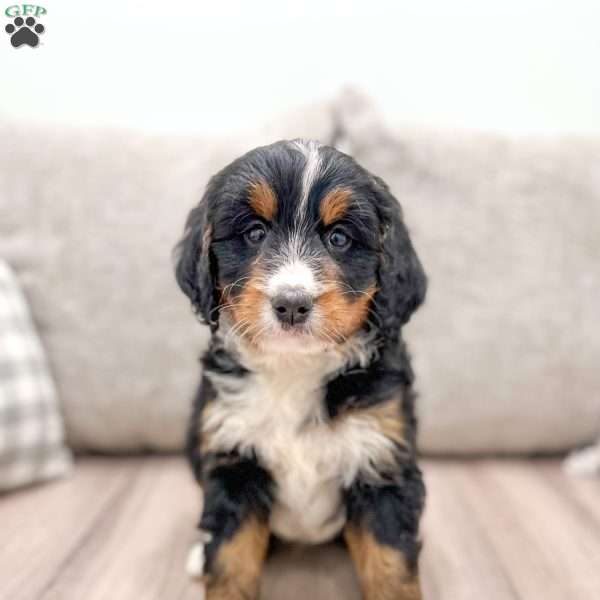 Dexter, Mini Bernedoodle Puppy