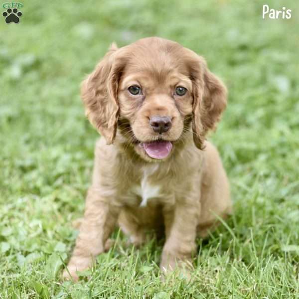 Paris, Cocker Spaniel Puppy