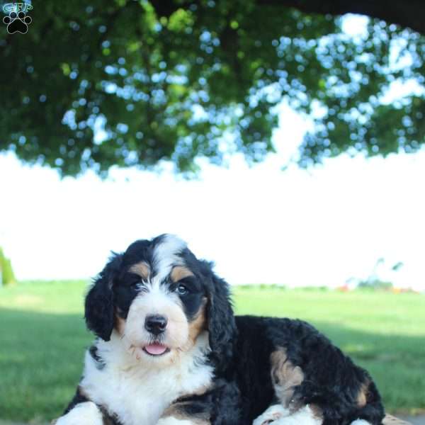 Harper, Bernedoodle Puppy