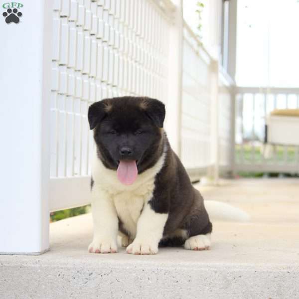 Eclipse, Akita Puppy