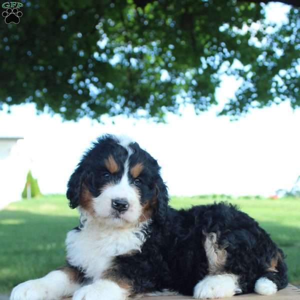 Hunter, Bernedoodle Puppy