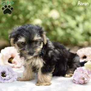 Aaron, Morkie / Yorktese Puppy